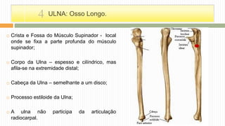  Crista e Fossa do Músculo Supinador - local
onde se fixa a parte profunda do músculo
supinador;
 Corpo da Ulna – espesso e cilíndrico, mas
afila-se na extremidade distal;
 Cabeça da Ulna – semelhante a um disco;
 Processo estiloide da Ulna;
 A ulna não participa da articulação
radiocarpal.
ULNA: Osso Longo.4
 