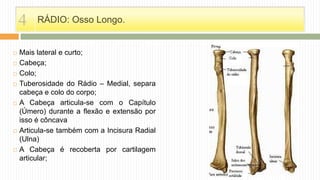 RÁDIO: Osso Longo.
 Mais lateral e curto;
 Cabeça;
 Colo;
 Tuberosidade do Rádio – Medial, separa
cabeça e colo do corpo;
 A Cabeça articula-se com o Capítulo
(Úmero) durante a flexão e extensão por
isso é côncava
 Articula-se também com a Incisura Radial
(Ulna)
 A Cabeça é recoberta por cartilagem
articular;
4
 