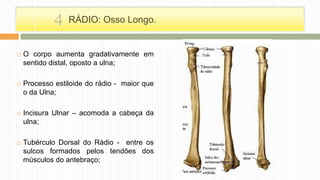  O corpo aumenta gradativamente em
sentido distal, oposto a ulna;
 Processo estiloide do rádio - maior que
o da Ulna;
 Incisura Ulnar – acomoda a cabeça da
ulna;
 Tubérculo Dorsal do Rádio - entre os
sulcos formados pelos tendões dos
músculos do antebraço;
RÁDIO: Osso Longo.4
 