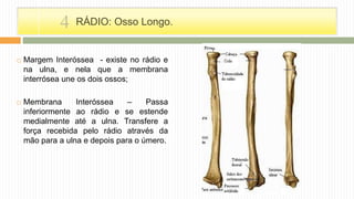  Margem Interóssea - existe no rádio e
na ulna, e nela que a membrana
interrósea une os dois ossos;
 Membrana Interóssea – Passa
inferiormente ao rádio e se estende
medialmente até a ulna. Transfere a
força recebida pelo rádio através da
mão para a ulna e depois para o úmero.
RÁDIO: Osso Longo.4
 