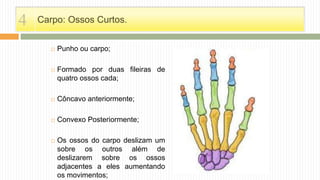Carpo: Ossos Curtos.
 Punho ou carpo;
 Formado por duas fileiras de
quatro ossos cada;
 Côncavo anteriormente;
 Convexo Posteriormente;
 Os ossos do carpo deslizam um
sobre os outros além de
deslizarem sobre os ossos
adjacentes a eles aumentando
os movimentos;
4
 