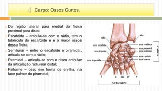 Da região lateral para medial da fileira
proximal para distal:
 Escafóide – articula-se com o rádio, tem o
tubérculo do escafoide e é o maior ossos
dessa fileira;
 Semilunar – entre o escafoide e piramidal,
articula-se com o rádio;
 Piramidal – articula-se com o disco articular
da articulação radiulnar distal;
 Psiforme – osso em forma de ervilha, na
face palmar do piramidal;
Carpo: Ossos Curtos.4
 