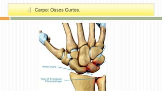 Carpo: Ossos Curtos.4
 