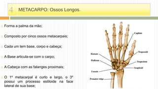 METACARPO: Ossos Longos.
 Forma a palma da mão;
 Composto por cinco ossos metacarpais;
 Cada um tem base, corpo e cabeça;
 A Base articula-se com o carpo;
 A Cabeça com as falanges proximais;
 O 1º metacarpal é curto e largo, o 3º
possui um processo estiloide na face
lateral de sua base;
4
 