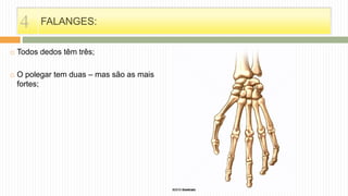FALANGES:
 Todos dedos têm três;
 O polegar tem duas – mas são as mais
fortes;
4
 