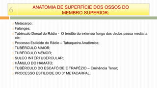  Metacarpo;
 Falanges;
 Tubérculo Dorsal do Rádio - O tendão do extensor longo dos dedos passa medial a
ele;
 Processo Estiloide do Rádio – Tabaqueira Anatômica;
 TUBÉRCULO MAIOR;
 TUBÉRCULO MENOR;
 SULCO INTERTUBERCULAR;
 HÂMULO DO HAMATO;
 TUBÉRCULO DO ESCAFÓIDE E TRAPÉZIO – Eminência Tenar;
 PROCESSO ESTILOIDE DO 3º METACARPAL;
6 ANATOMIA DE SUPERFÍCIE DOS OSSOS DO
MEMBRO SUPERIOR:
 