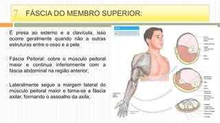 FÁSCIA DO MEMBRO SUPERIOR:
 É presa ao esterno e a clavícula, isso
ocorre geralmente quando não a outras
estruturas entre o osso e a pele
 Fáscia Peitoral: cobre o músculo peitoral
maior e continua inferiormente com a
fáscia abdominal na região anterior;
 Lateralmente segue a margem lateral do
músculo peitoral maior e torna-se a fáscia
axilar, formando o assoalho da axila;
7
 