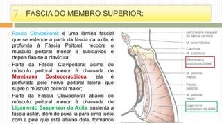  Fáscia Clavipeitoral: é uma lâmina fascial
que se estende a partir da fáscia da axila, é
profunda à Fáscia Peitoral, recobre o
músculo peitoral menor e subclávios e
depois fixa-se a clavícula;
 Parte da Fáscia Clavipeitoral acima do
músculo peitoral menor é chamada de
Membrana Costocoracóidea, ela é
perfurada pelo nervo peitoral lateral que
supre o músculo peitoral maior;
 Parte da Fáscia Clavipeitoral abaixo do
músculo peitoral menor é chamada de
Ligamento Suspensor da Axila, sustenta a
fáscia axilar, além de puxa-la para cima junto
com a pele que está abaixo dela, formando
FÁSCIA DO MEMBRO SUPERIOR:7
 