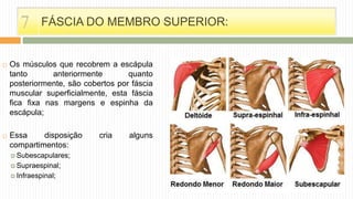  Os músculos que recobrem a escápula
tanto anteriormente quanto
posteriormente, são cobertos por fáscia
muscular superficialmente, esta fáscia
fica fixa nas margens e espinha da
escápula;
 Essa disposição cria alguns
compartimentos:
 Subescapulares;
 Supraespinal;
 Infraespinal;
FÁSCIA DO MEMBRO SUPERIOR:7
 