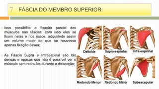  Isso possibilita a fixação parcial dos
músculos nas fáscias, com isso eles se
fixam nelas e nos ossos, adquirindo assim
um volume maior do que se houvesse
apenas fixação óssea;
 As Fáscia Supra e Infraespinal são tão
densas e opacas que não é possível ver o
músculo sem retira-las durante a dissecção;
FÁSCIA DO MEMBRO SUPERIOR:7
 