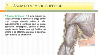  A Fáscia do Braço  é uma bainha de
fáscia profunda e reveste o braço como
uma manga ajustada sobre a pele,
superiormente é contínua com a fáscia
deltoidea, infraespinal, peitoral e axilar,
inferiormente fixa-se aos epicôndilos do
úmero e ao olécrano da ulna, é contínua
com a fáscia do antebraço;
FÁSCIA DO MEMBRO SUPERIOR:7
 
