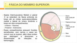  Septos Intermusculares Medial e Lateral
 se estendem da fáscia profunda do
braço até as cristas supra-epicondilares
medial e lateral do úmero dividindo o
braço em dois compartimentos:
 Anterior – Flexores;
 Posterior – Extensores;
 Esses compartimentos possuem funções
semelhantes, com nervos e vasos em
comum que os suprem, além disso evitam
que restringem e direcionam a
disseminação de infecções ou
hemorragias;
FÁSCIA DO MEMBRO SUPERIOR:7
 