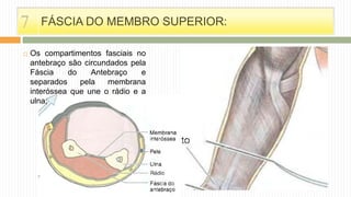  Os compartimentos fasciais no
antebraço são circundados pela
Fáscia do Antebraço e
separados pela membrana
interóssea que une o rádio e a
ulna;
FÁSCIA DO MEMBRO SUPERIOR:7
 