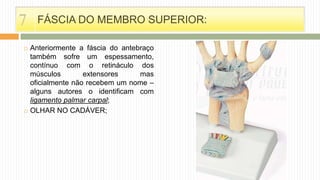  Anteriormente a fáscia do antebraço
também sofre um espessamento,
contínuo com o retináculo dos
músculos extensores mas
oficialmente não recebem um nome –
alguns autores o identificam com
ligamento palmar carpal;
 OLHAR NO CADÁVER;
FÁSCIA DO MEMBRO SUPERIOR:7
 