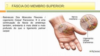  Retináculo Dos Músculos Flexores /
Ligamento Carpal Transverso  é uma
continuação da fáscia do antebraço
também, entretanto é mais distal e mais
profundo do que o ligamento palmar
carpal;
FÁSCIA DO MEMBRO SUPERIOR:7
 