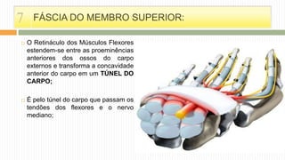  O Retináculo dos Músculos Flexores
estendem-se entre as proeminências
anteriores dos ossos do carpo
externos e transforma a concavidade
anterior do carpo em um TÚNEL DO
CARPO;
 É pelo túnel do carpo que passam os
tendões dos flexores e o nervo
mediano;
FÁSCIA DO MEMBRO SUPERIOR:7
 
