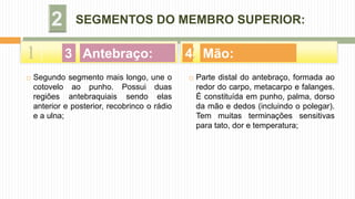 1 2
SEGMENTOS DO MEMBRO SUPERIOR:
 Segundo segmento mais longo, une o
cotovelo ao punho. Possui duas
regiões antebraquiais sendo elas
anterior e posterior, recobrinco o rádio
e a ulna;
 Parte distal do antebraço, formada ao
redor do carpo, metacarpo e falanges.
É constituída em punho, palma, dorso
da mão e dedos (incluindo o polegar).
Tem muitas terminações sensitivas
para tato, dor e temperatura;
Mão:Antebraço: 43
 