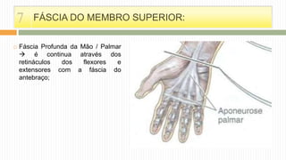  Fáscia Profunda da Mão / Palmar
 é continua através dos
retináculos dos flexores e
extensores com a fáscia do
antebraço;
FÁSCIA DO MEMBRO SUPERIOR:7
 