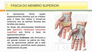  A aponeurose forma quatro
espessamentos distintos que se irradiam
para a base dos dedos e tornam-se
contínuos com as bainhas fibrosas dos
tendões dos dedos;
 As faixas são atravessadas distalmente
pelo ligamento metacarpal transverso
superficial que forma a base da
aponeurose palmar;
 Ligamentos Cutâneos: são diminutos e
em grande número na palma da mão,
vão da aponeurose palmar até a pele
mais próxima, permitindo assim pequeno
deslizamento da pele;
FÁSCIA DO MEMBRO SUPERIOR:7
 