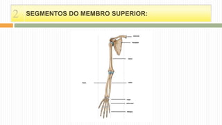 2 SEGMENTOS DO MEMBRO SUPERIOR:
 