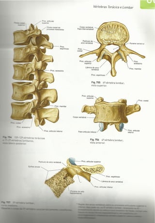 Digitalização de Membro superior e vértebras Sobotta