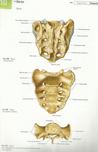 Digitalização de Membro superior e vértebras Sobotta