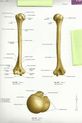 Digitalização de Membro superior e vértebras Sobotta