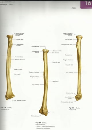Digitalização de Membro superior e vértebras Sobotta