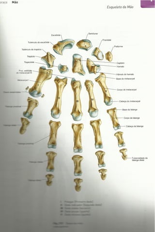 Digitalização de Membro superior e vértebras Sobotta