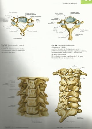 Digitalização de Membro superior e vértebras Sobotta