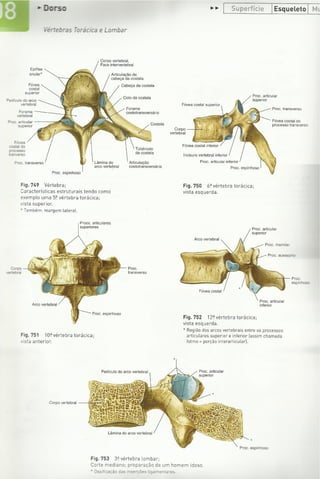 Digitalização de Membro superior e vértebras Sobotta