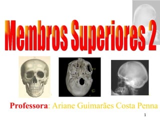 [object Object],Membros Superiores 2 1 3 2 