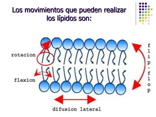 Los movimientos que pueden realizar los lípidos son: 