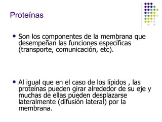 Proteínas Son los componentes de la membrana que desempeñan las funciones específicas (transporte, comunicación, etc).  Al igual que en el caso de los lípidos , las proteínas pueden girar alrededor de su eje y muchas de ellas pueden desplazarse lateralmente (difusión lateral) por la membrana.  