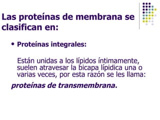 Las proteínas de membrana se clasifican en: Proteínas integrales: Están unidas a los lípidos íntimamente, suelen atravesar la bicapa lípidica una o varias veces, por esta razón se les llama: proteínas de transmembrana .  