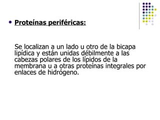 Proteinas periféricas:   Proteínas periféricas:   Se localizan a un lado u otro de la bicapa lipídica y están unidas débilmente a las cabezas polares de los lípidos de la membrana u a otras proteínas integrales por enlaces de hidrógeno.  