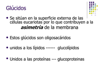 Glúcidos Se sitúan en la superficie externa de las células eucariotas por lo que contribuyen a la  asimetría  de la membrana   Estos glúcidos son oligosacáridos  unidos a los lípidos ------  glucolípidos  Unidos a las proteínas --- glucoproteinas   