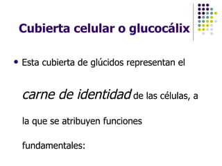 Cubierta celular o glucocálix Esta cubierta de glúcidos representan el  carne de identidad   de las células, a la que se atribuyen funciones fundamentales: 