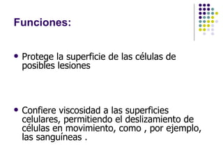Funciones: Protege la superficie de las células de posibles lesiones  Confiere viscosidad a las superficies celulares, permitiendo el deslizamiento de células en movimiento, como , por ejemplo, las sanguíneas . 