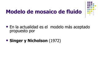 Modelo de mosaico de fluido En la actualidad es el  modelo más aceptado  propuesto por Singer y Nicholson  (1972)  