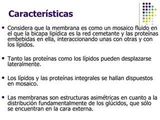 Características Considera que la membrana es como un mosaico fluido en el que la bicapa lipídica es la red cemetante y las proteínas embebidas en ella, interaccionando unas con otras y con los lípidos.  Tanto las proteínas como los lípidos pueden desplazarse lateralmente.  Los lípidos y las proteínas integrales se hallan dispuestos en mosaico.  Las membranas son estructuras asimétricas en cuanto a la distribución fundamentalmente de los glúcidos, que sólo se encuentran en la cara externa. 