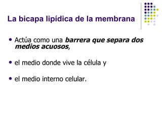 La bicapa lipídica de la membrana Actúa como una  barrera que separa dos medios acuosos ,  el medio donde vive la célula y el medio interno celular. 