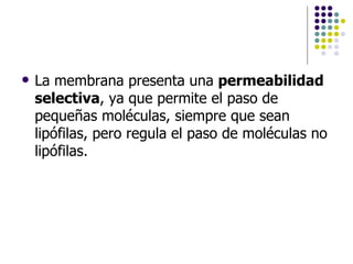 La membrana presenta una  permeabilidad selectiva , ya que permite el paso de pequeñas moléculas, siempre que sean lipófilas, pero regula el paso de moléculas no lipófilas.  