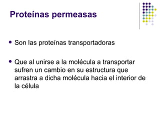 Proteínas permeasas Son las proteínas transportadoras Que al unirse a la molécula a transportar sufren un cambio en su estructura que arrastra a dicha molécula hacia el interior de la célula 