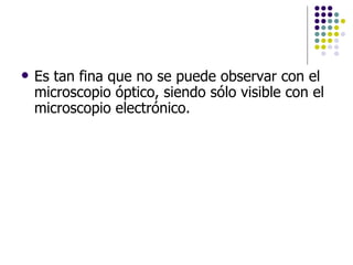 Es tan fina que no se puede observar con el microscopio óptico, siendo sólo visible con el microscopio electrónico.  