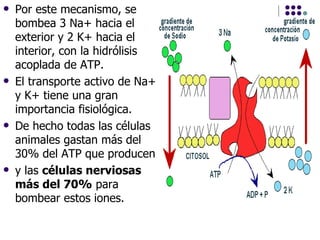 Por este mecanismo, se bombea 3 Na+ hacia el exterior y 2 K+ hacia el interior, con la hidrólisis acoplada de ATP.  El transporte activo de Na+ y K+ tiene una gran importancia fisiológica.  De hecho todas las células animales gastan más del 30% del ATP que producen  y las  células nerviosas más del 70%  para bombear estos iones.  