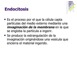 Endocitosis Es el proceso por el que la célula capta partículas del medio externo mediante una  invaginación de la membrana  en la que se engloba la partícula a ingerir. Se produce la estrangulación de la invaginación originándose una vesícula que encierra el material ingerido.  