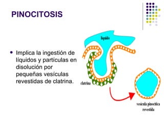 PINOCITOSIS Implica la ingestión de líquidos y partículas en disolución por pequeñas vesículas revestidas de clatrina.  