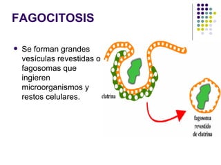 FAGOCITOSIS Se forman grandes vesículas revestidas o fagosomas que ingieren microorganismos y restos celulares.  