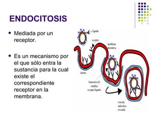 ENDOCITOSIS Mediada por un receptor.  Es un mecanismo por el que sólo entra la sustancia para la cual existe el correspondiente receptor en la membrana.  